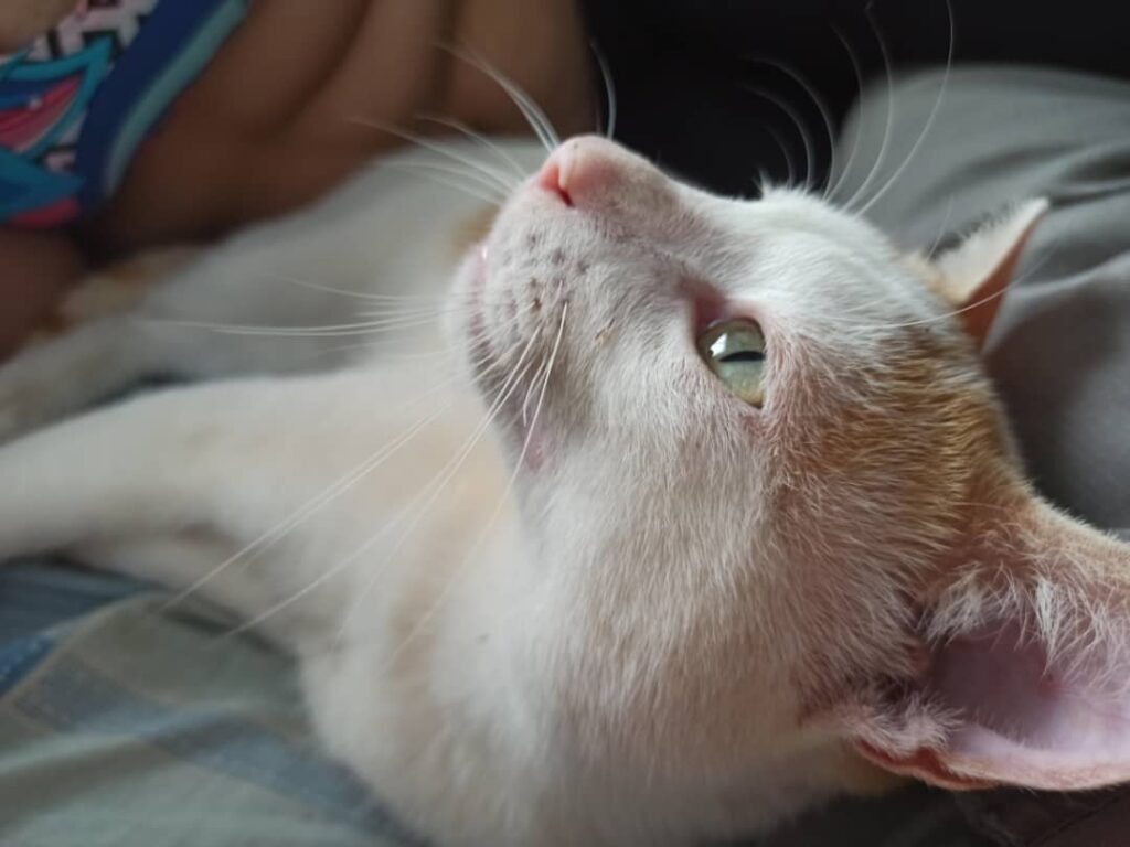 gato antes de viajar en su mochila de transporte